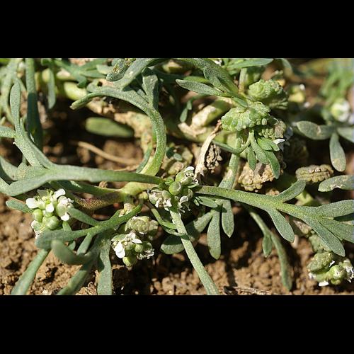 Coronopus squamatus (ForsskÅl) Ascherson &copy; PACHES Gilles