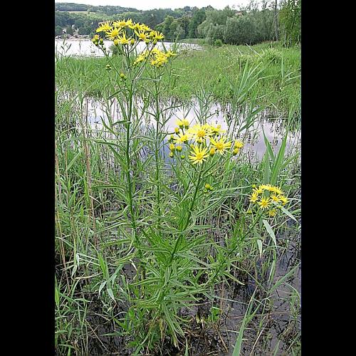 Senecio paludosus L. © VILLARET Jean-Charles