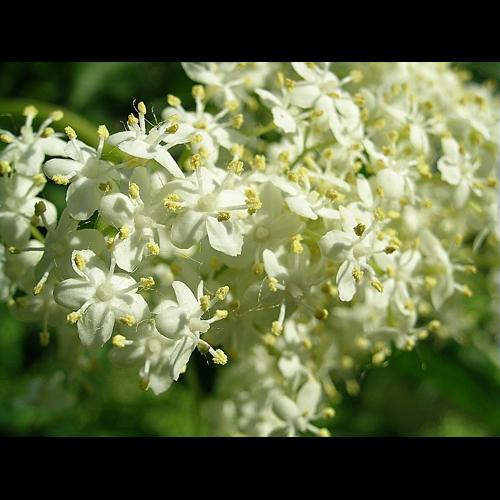 Sambucus nigra L. &copy; VILLARET Jean-Charles