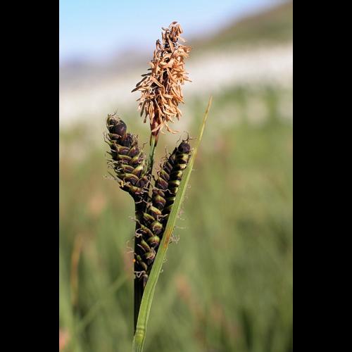 Carex nigra (L.) Reichard © VILLARET Jean-Charles