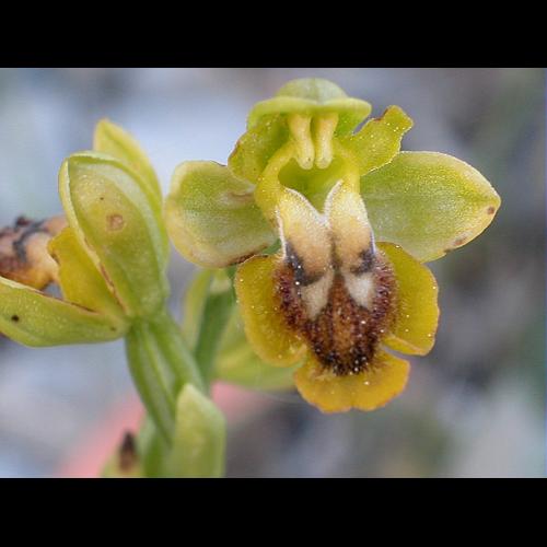 Ophrys lutea Cav., 1793 © VILLARET Jean-Charles