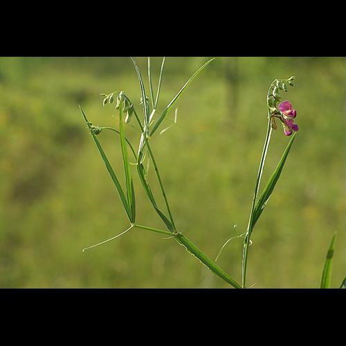 Lathyrus sylvestris L., 1753 &copy; PACHES Gilles