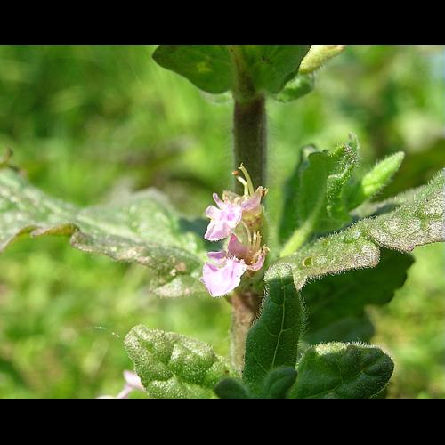 Teucrium scordium L. © VILLARET Jean-Charles