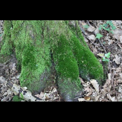 Dicranum viride (Sull. & Lesq.) Lindb. &copy; LEGLAND Thomas