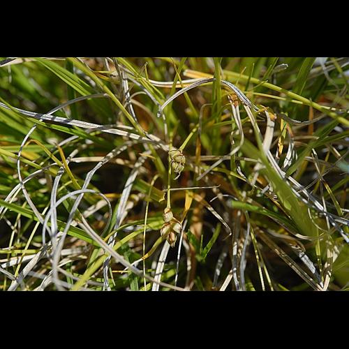 Carex halleriana Asso &copy; DALMAS Jean-Pierre