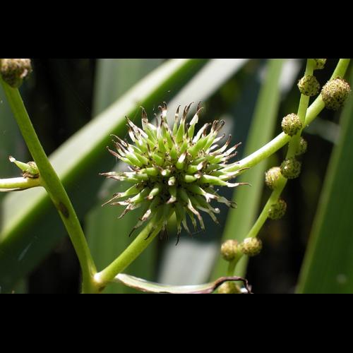 Sparganium erectum L. © VILLARET Jean-Charles