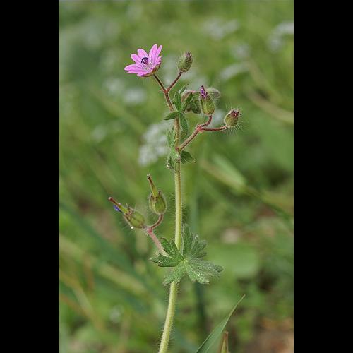 Geranium molle L. © PACHES Gilles
