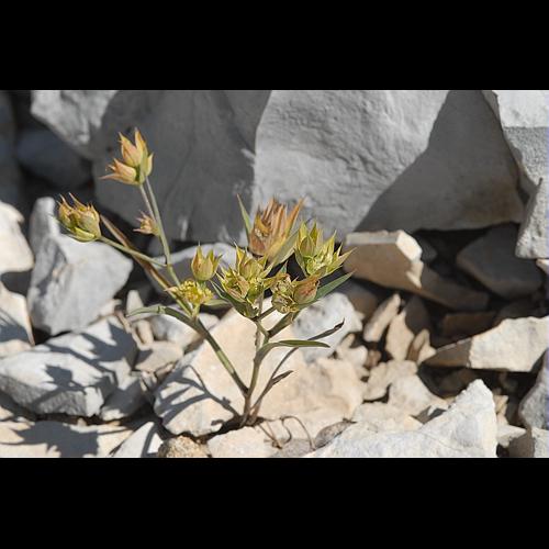 Bupleurum baldense Turra, 1764 © DALMAS Jean-Pierre