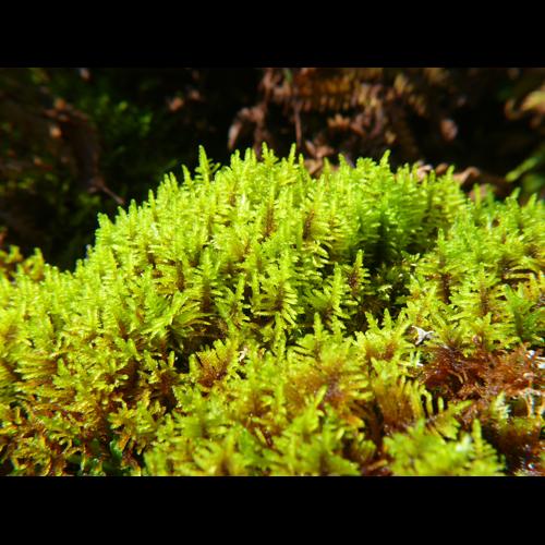Palustriella commutata (Hedw.) Ochyra, 1989 © LEGLAND Thomas