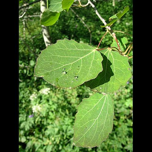 Populus tremula L. © VILLARET Jean-Charles