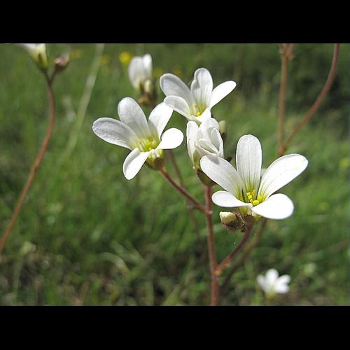 Saxifraga granulata L. &copy; BILLARD Gilbert