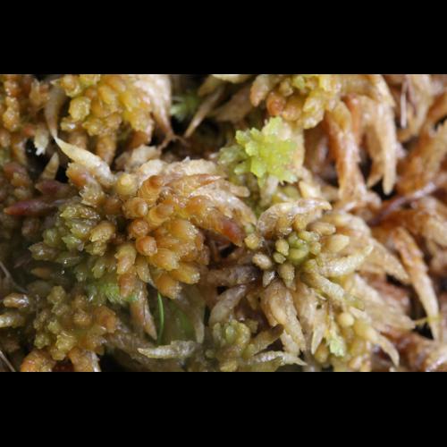 Sphagnum papillosum Lindb. &copy; LEGLAND Thomas