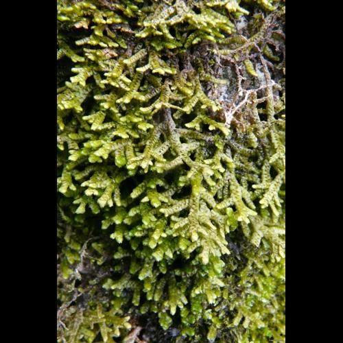 Porella platyphylla (L.) Pfeiff. © GARRAUD Luc