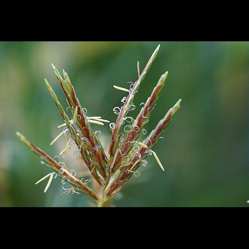 Cyperus longus L. &copy; PACHES Gilles