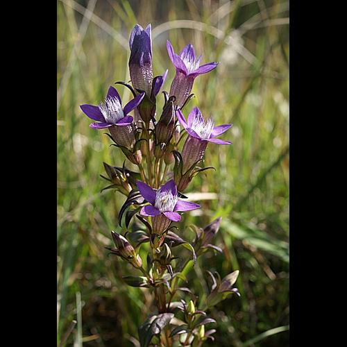 Gentianella germanica (Willd.) Borner © PACHES Gilles