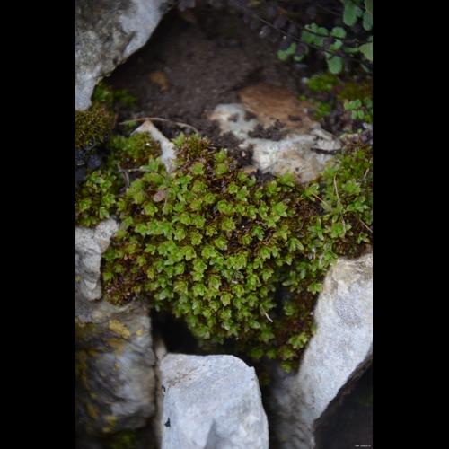 Encalypta streptocarpa Hedw. &copy; GARRAUD Luc