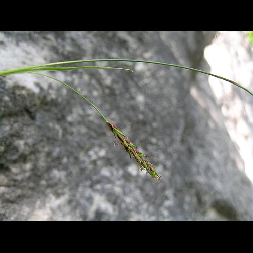Carex brachystachys Schrank © VILLARET Jean-Charles
