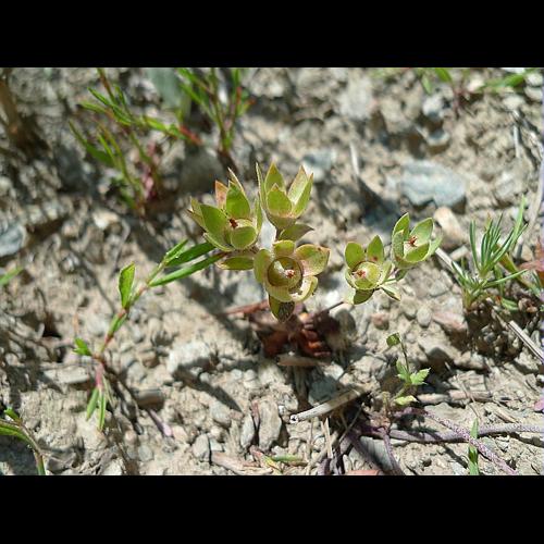 Androsace maxima L. subsp. maxima © HUC Stéphanie