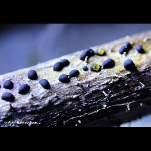 <i>Trichia alpina</i> (R.E.Fr.) Meyl., 1921 © A.M. Rantet-Poux