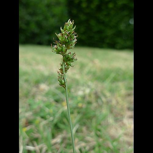 Carex pairae F.W. Schultz &copy; HARENG Jonathan