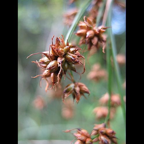 Cladium mariscus (L.) Pohl, 1809 © BILLARD Gilbert