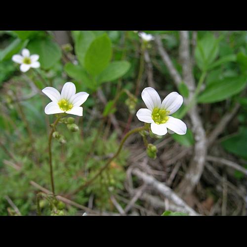 Saxifraga fragosoi Sennen © VILLARET Jean-Charles