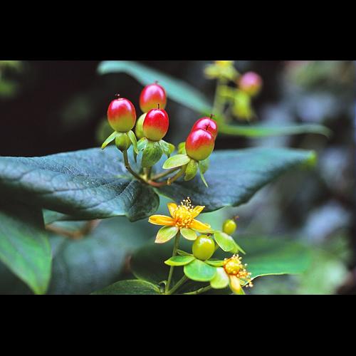 Hypericum androsaemum L. © BILLARD Gilbert