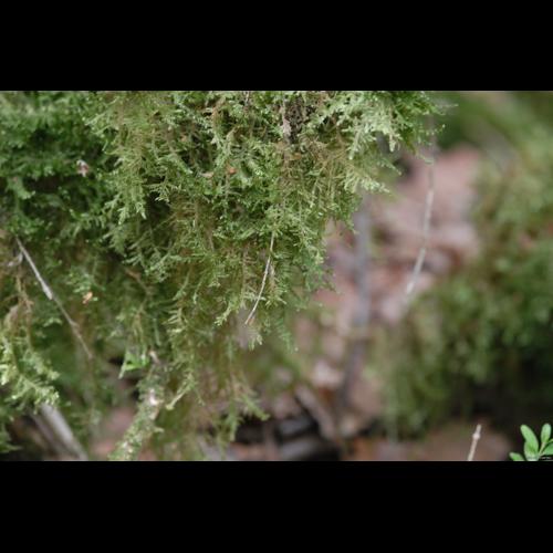 Alleniella complanata (Hedw.) S.Olsson, Enroth & D.Quandt &copy; DALMAS Jean-Pierre