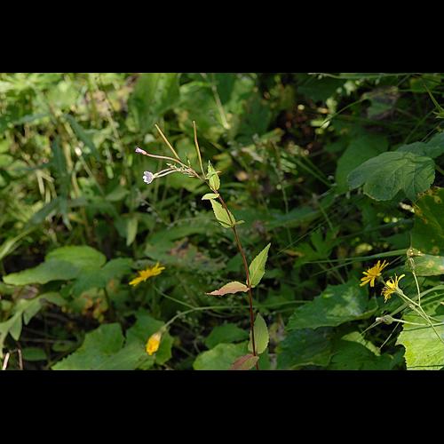 Epilobium montanum L. © DALMAS Jean-Pierre