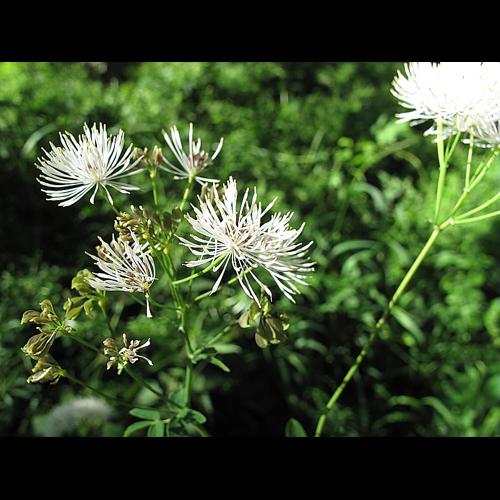 Thalictrum aquilegiifolium L., 1753 © BILLARD Gilbert