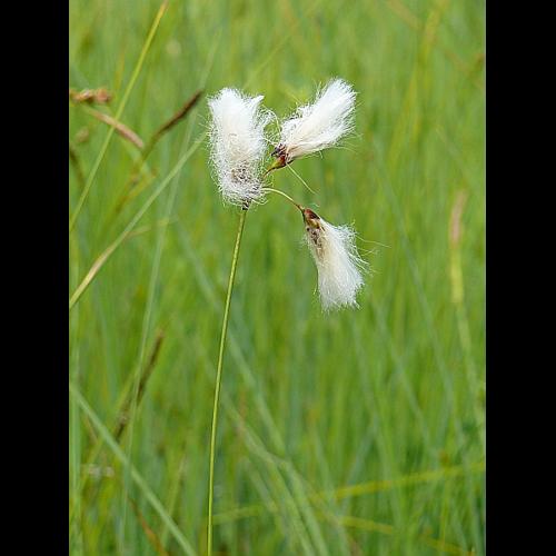 Eriophorum gracile Koch ex Roth © MIKOLAJCZAK Alexis