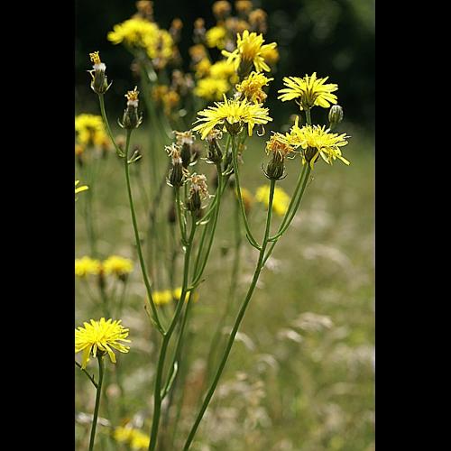 Crepis biennis L., 1753 © PACHES Gilles