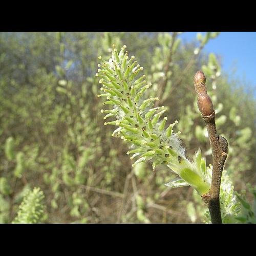Salix cinerea L. &copy; VILLARET Jean-Charles