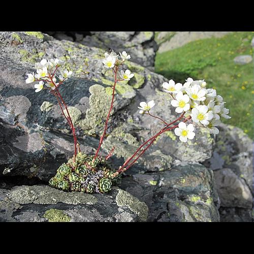 Saxifraga paniculata Miller © BILLARD Gilbert