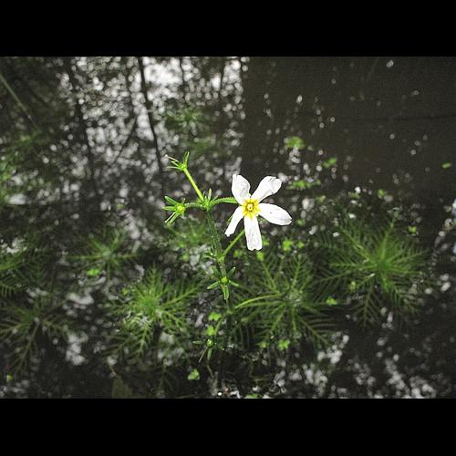 Hottonia palustris L. © BILLARD Gilbert