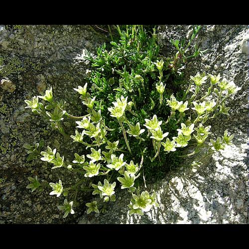 Saxifraga exarata Vill. &copy; VILLARET Jean-Charles