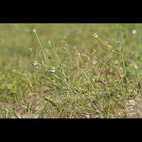 Plantago scabra Moench subsp. scabra &copy; BONNET Véronique