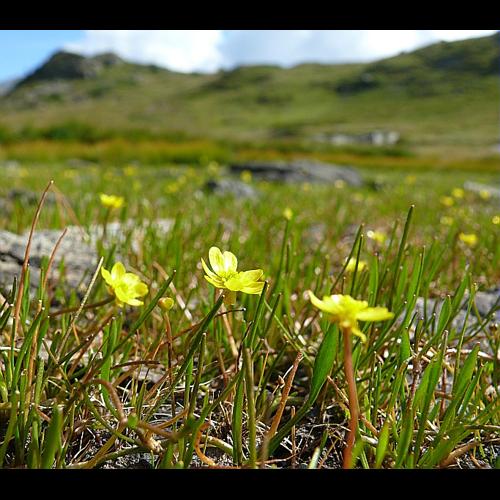 Ranunculus reptans L., 1753 © VILLARET Jean-Charles