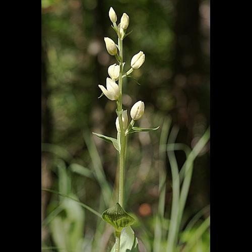 Cephalanthera damasonium (Mill.) Druce, 1906 © PACHES Gilles