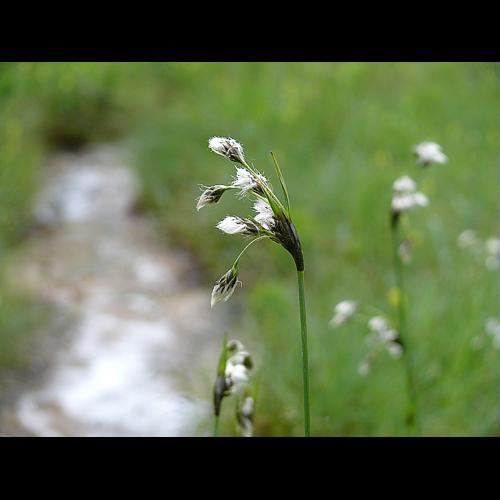 Eriophorum latifolium Hoppe © BONNET Véronique