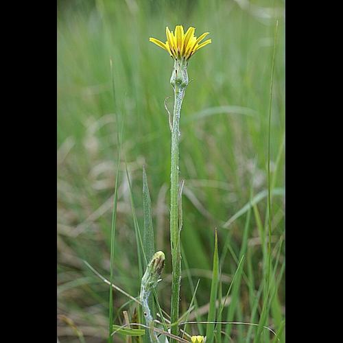 Scorzonera humilis L. &copy; PACHES Gilles