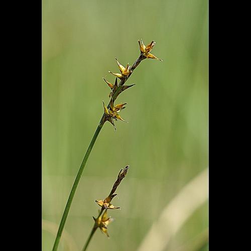 Carex echinata Murray © PACHES Gilles
