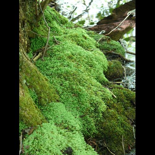 Plagiothecium nemorale (Mitt.) A.Jaeger &copy; LEGLAND Thomas