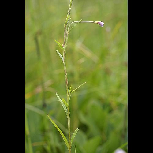 Epilobium palustre L. &copy; PACHES Gilles