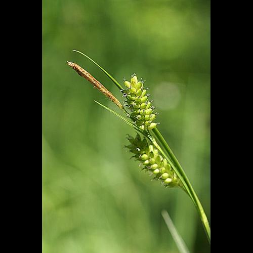 Carex pallescens L. © PACHES Gilles