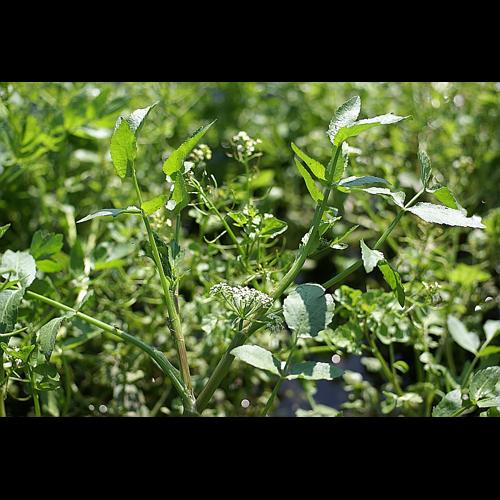 Apium nodiflorum (L.) Lag. &copy; PACHES Gilles