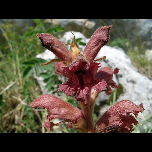 Orobanche teucrii Holandre © VILLARET Jean-Charles