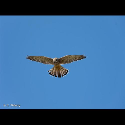 <i>Falco tinnunculus</i> Linnaeus, 1758 © C. Thierry