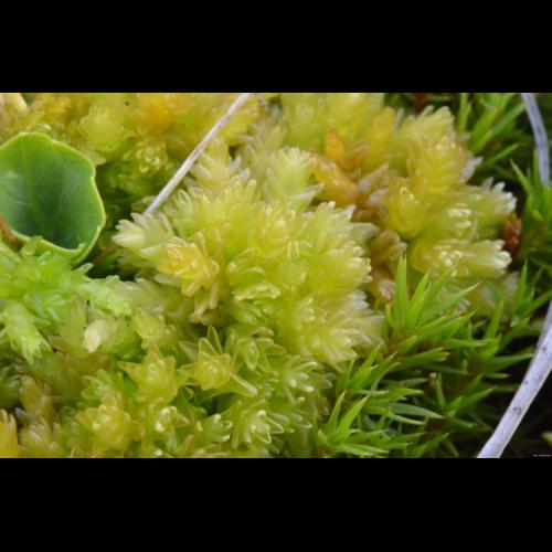 Sphagnum compactum Lam. & DC. &copy; LEGLAND Thomas