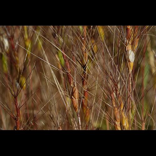 Aegilops triuncialis L., 1753 © DALMAS Jean-Pierre